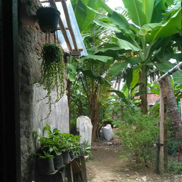 Pupuk Organik Kotoran Kambing Kering