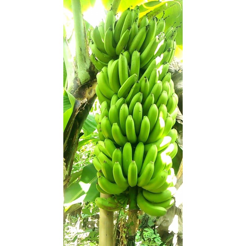 Bibit Pisang (Paket 30 Bibit Pisang Cavendis,Ambon,Raja Bulu,Kepok,Tanduk,mas kirana,Susu,dll)