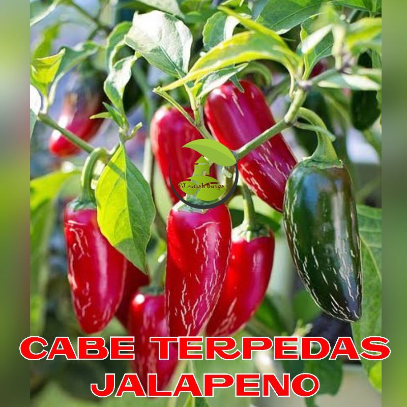 Benih Bibit Cabai Hias Cabe Paprika Cabai Ungu Cabai Jalapeno Cabe Terpedas