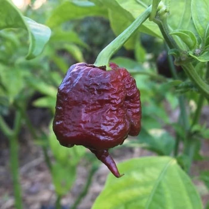 Benih Bibit Biji - Cabai Purple Carolina Reaper Ungu Chili Pepper Seeds