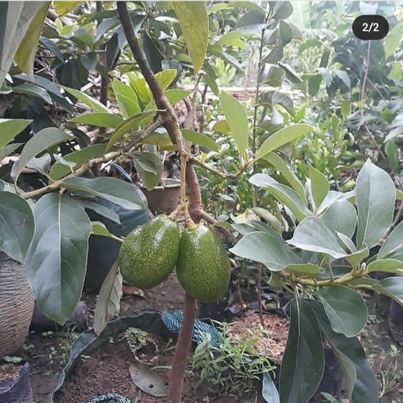 Bibit Alpukat Aligator super genjah