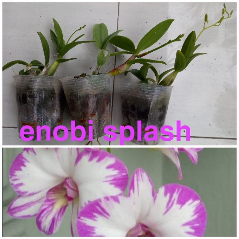 enobi splash