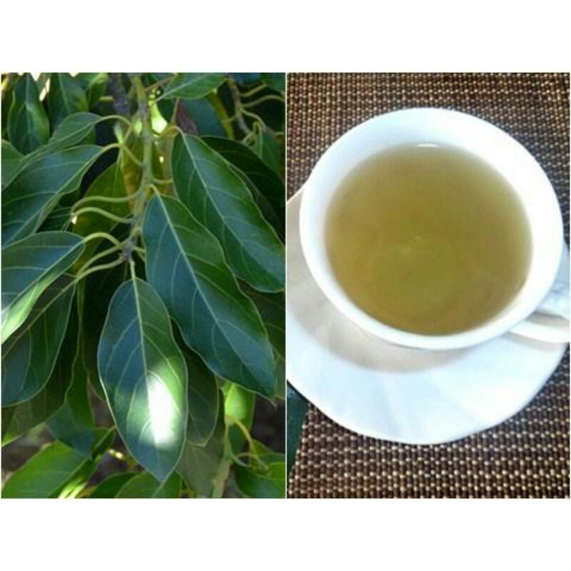 

DAUN ALPUKAT HERBAL 100 LEMBAR