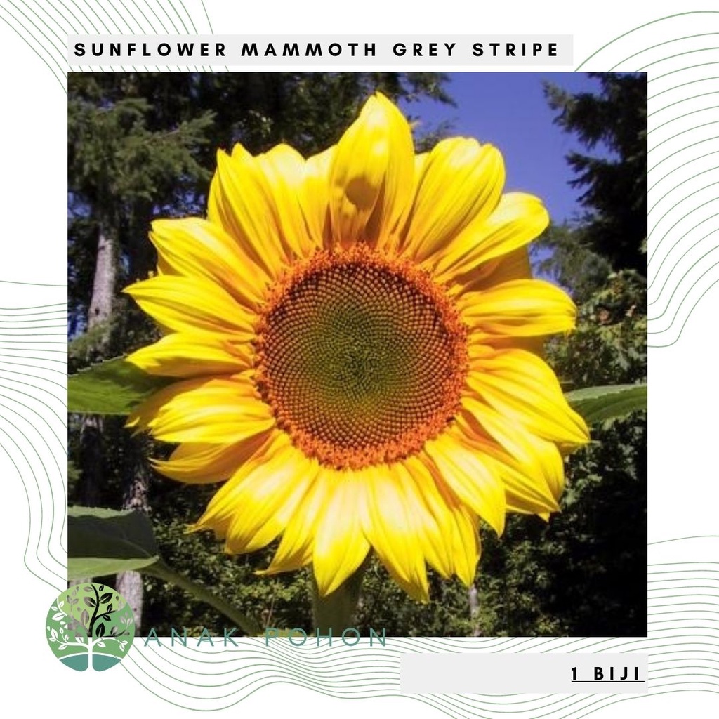 Benih Bibit Biji - Sunflower Mammoth Grey Stripe Bunga Matahari Seeds - IMPORT