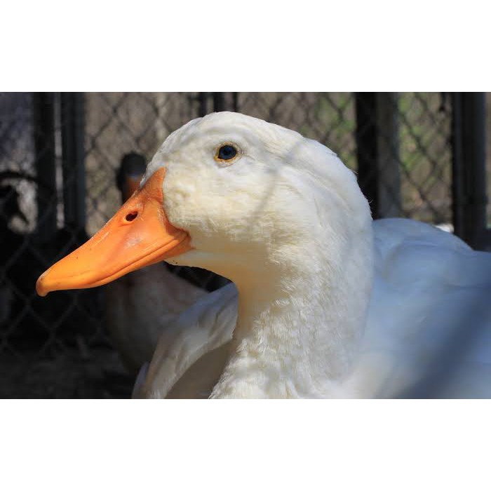 

Bebek Peking Segar Fresh bukan Frozen