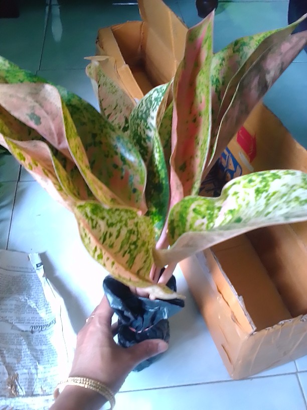 Tanaman Hias Aglonema Big Roy / Lulaiwan