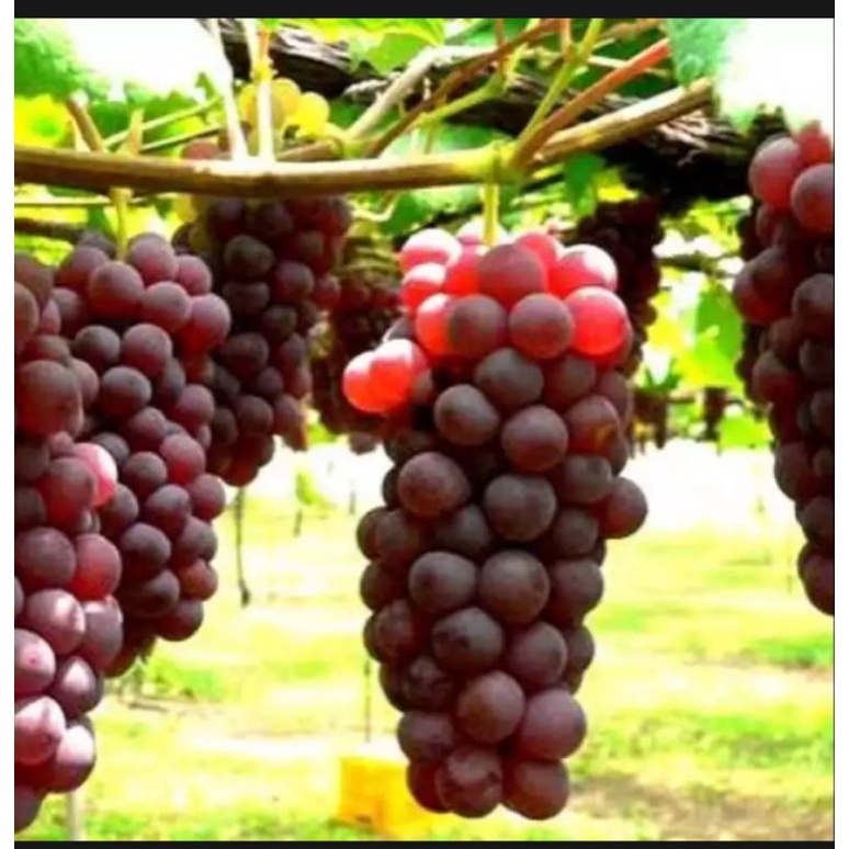 BIBIT ANGGUR IMPORT MERAH