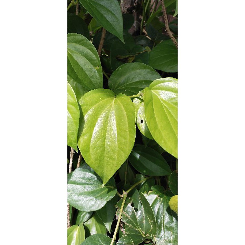 

daun sirih asli