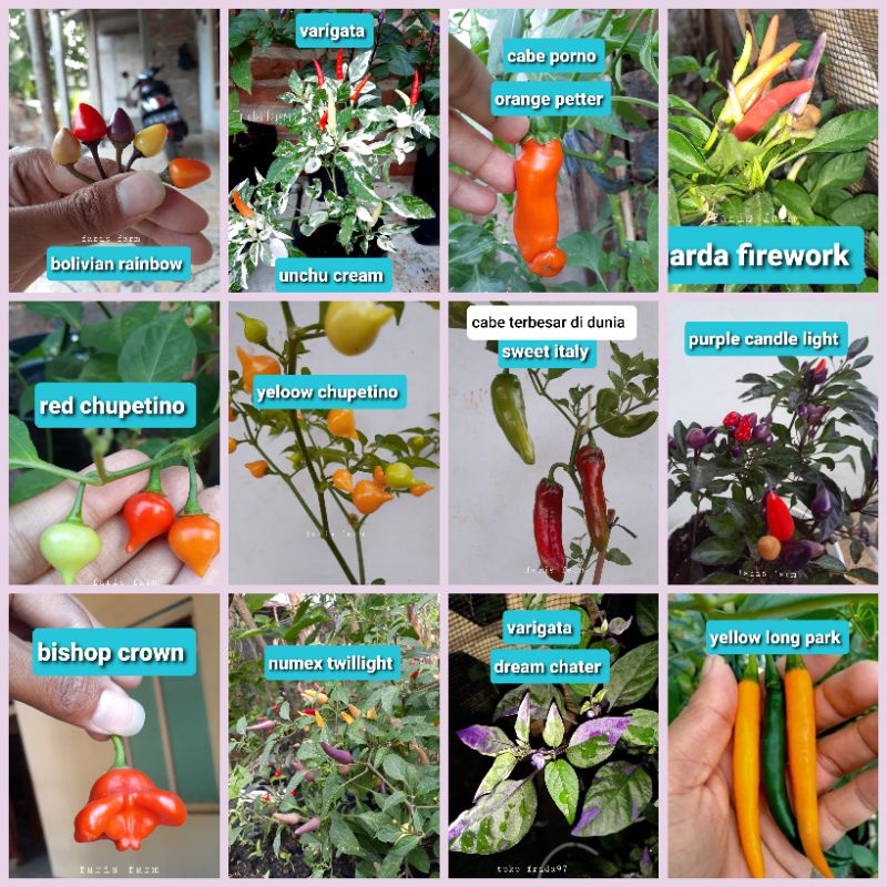 paket benih cabe hias 12 jenis