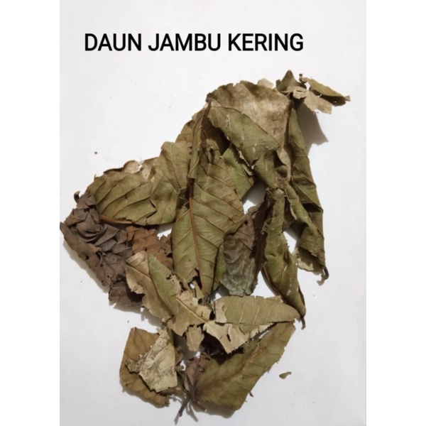 

Jual Daun Jambu Biji Kering Psidium Guajava 1kg Herbal Alami