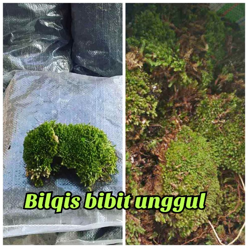 media tanam aglonema lumut hutan