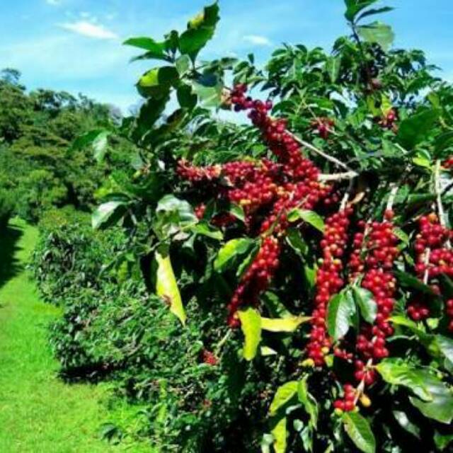 Benih kopi Arabica Ateng /100 butir