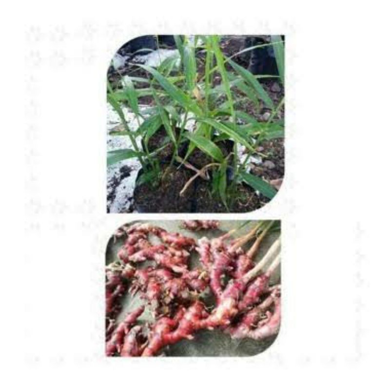 Bibit Tanaman Rimpang Jahe Merah/Bibit Pohon Jahe Merah Super