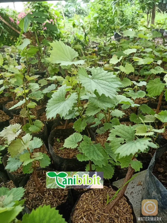 Bibit Anggur Merah - Pohon Anggur red master - Tanaman cepat berbuah