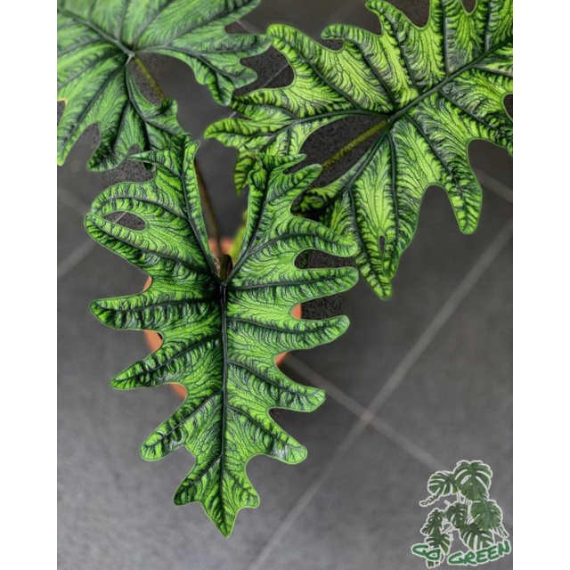 alocasia jacklyn