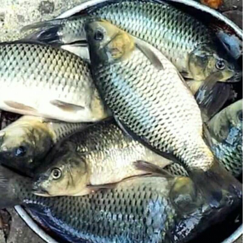 

Ikan Mas