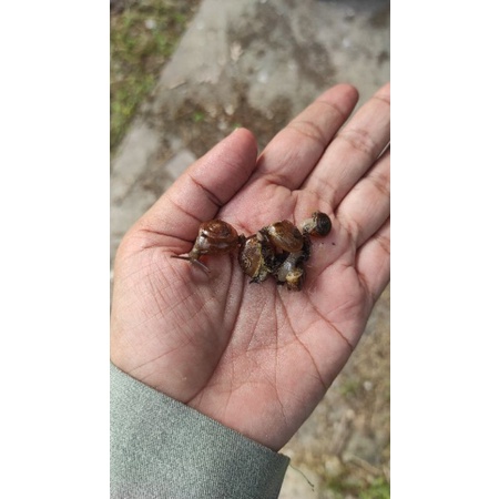 Siput gepeng atau siput daun