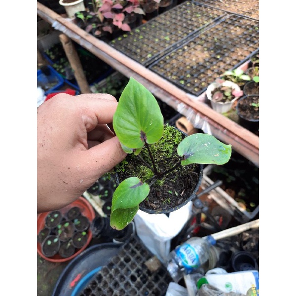 CALADIUM AC GANESHA WILIS