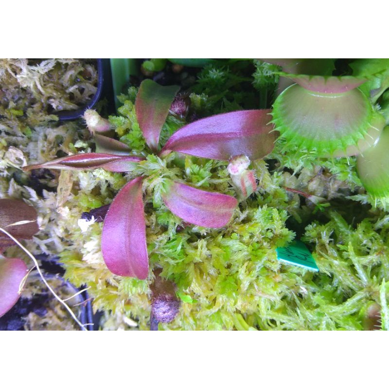 Nepenthes Hybrid ( Boschiana x Clipeata)