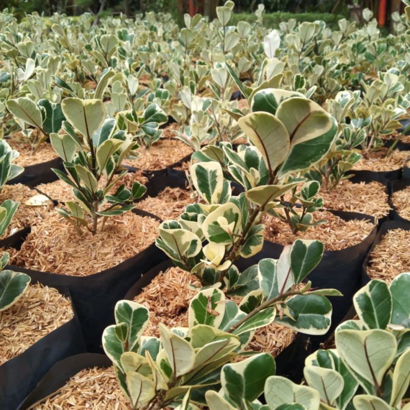 tanaman hias ficus triangularis