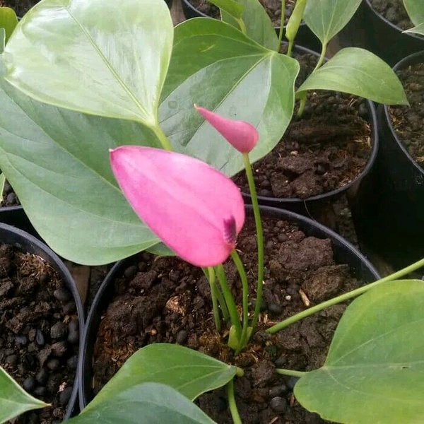 Tanaman Bunga Anthurium Mickey Mouse Pink - Anturium Mini