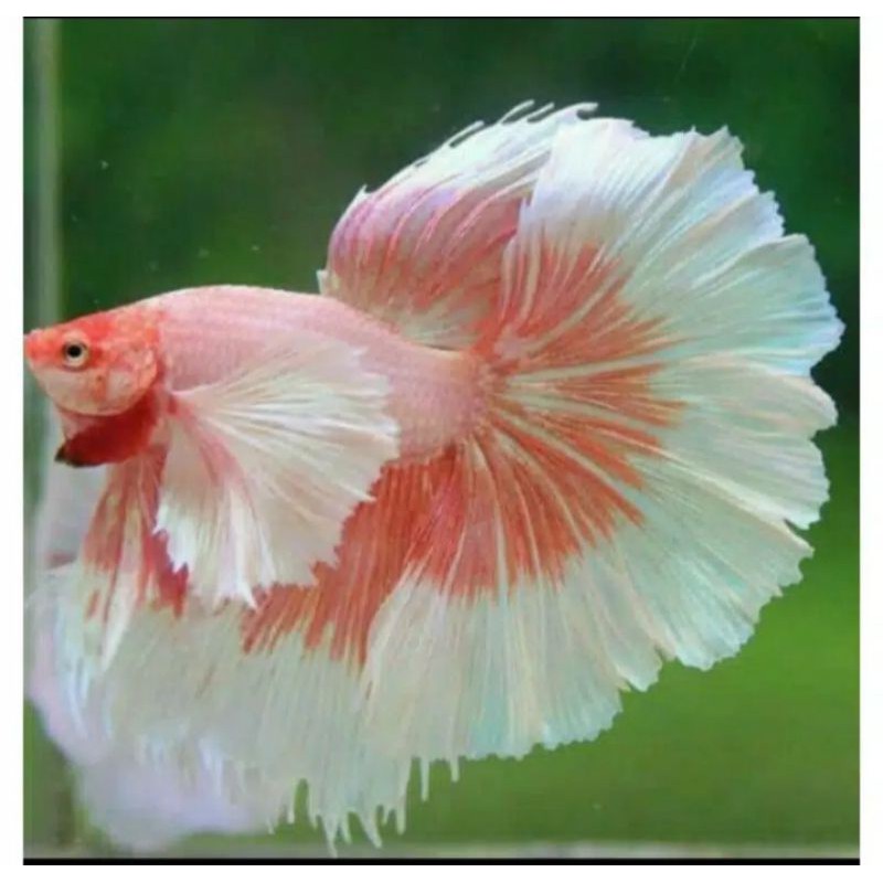 Ikan cupang halfmoon big Aer Jantan