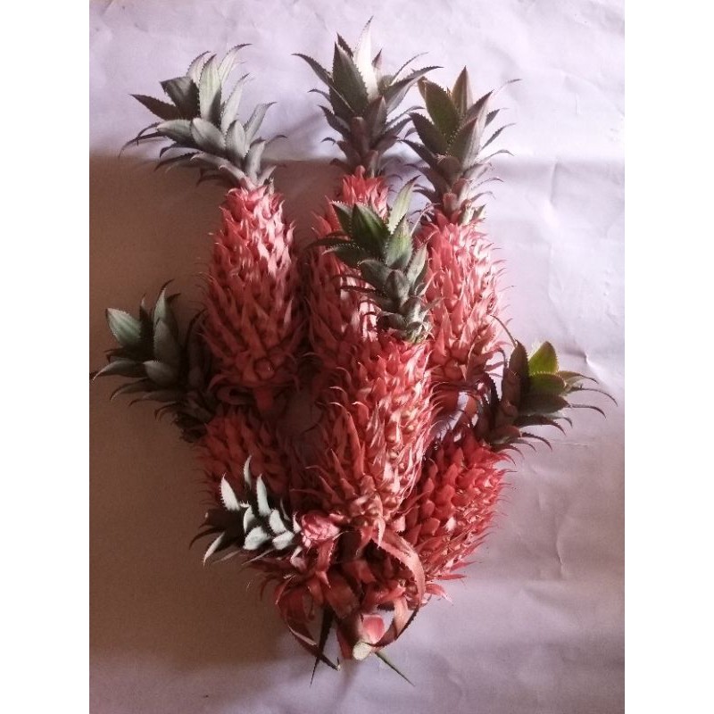 

Jual Nanas Merah Muda 1 Kg