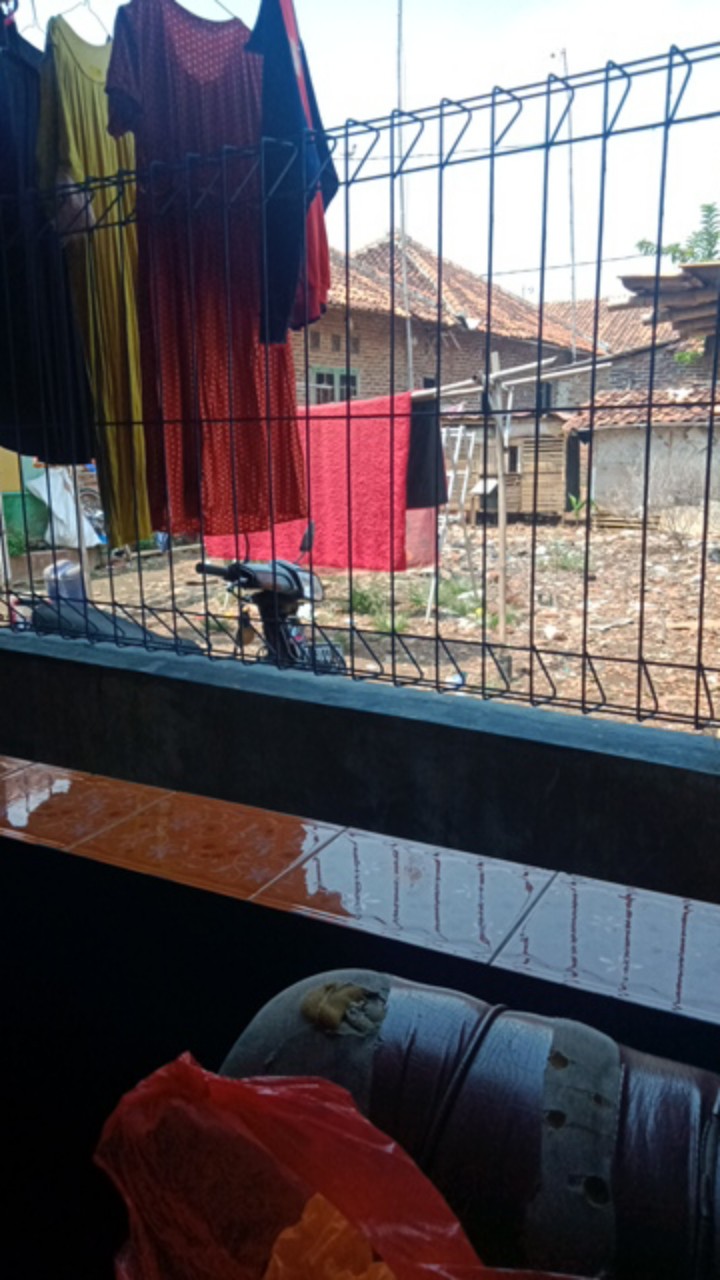 Tanaman Hias Blue Eye