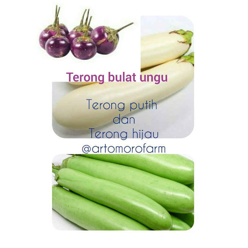 

Terong ungu bulet, terong ijo dan putih
