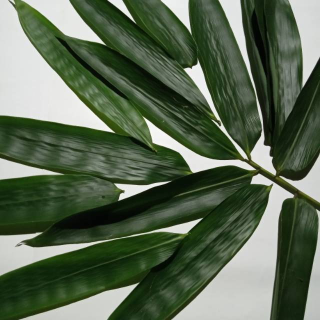 

Daun bambu lebar (40lembar)