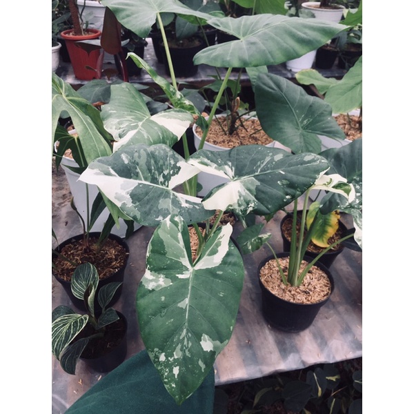 alocasia macrorrhiza variegata / sente variegata