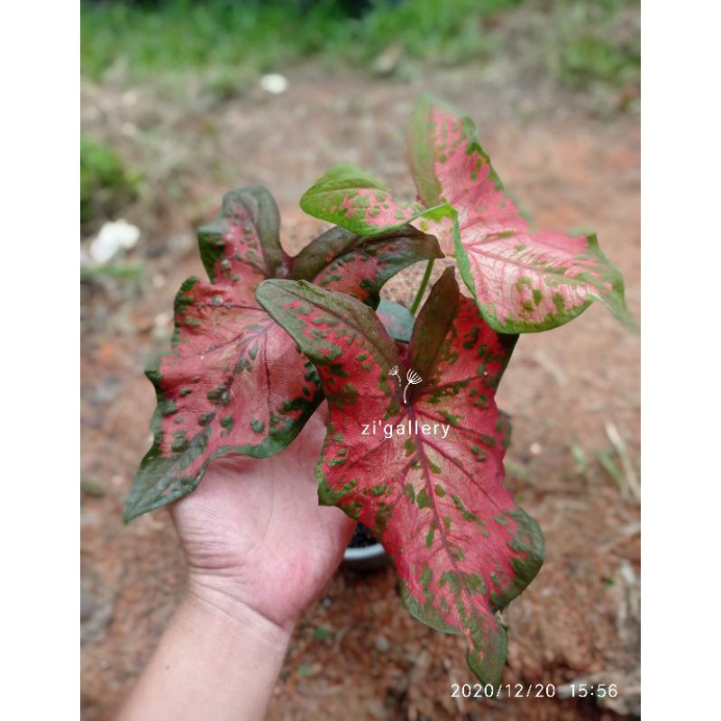 Bibit  Keladi /  Anakan Caladium  "ARKYSHADE "     - keladi hias hybrid / Keladi  Thailand import