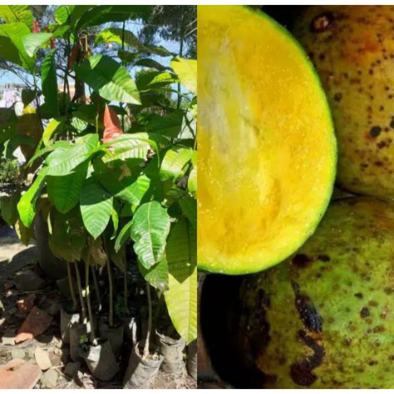 tanaman  buah limus/buah mangga bacang langka