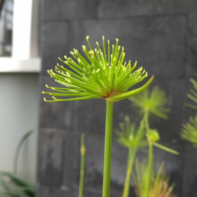 robiuladawiyah010699