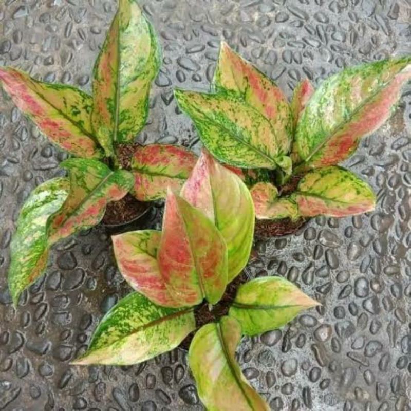 Aglaonema Hengheng || Aglaonema Heng-heng || Aglaonema