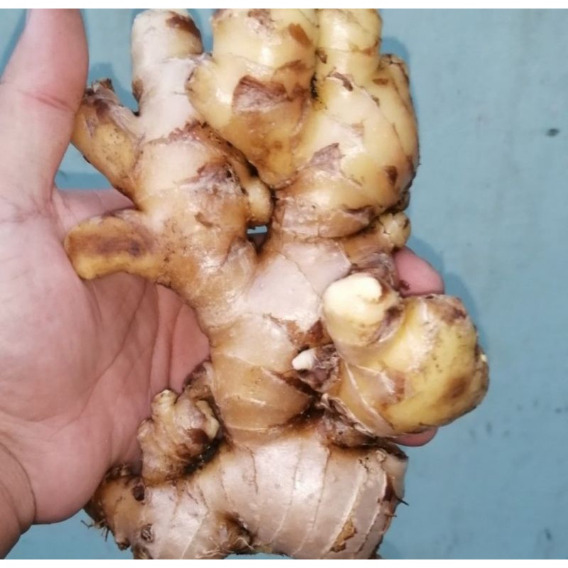 

jahe gajah segar, fresh, 1kg