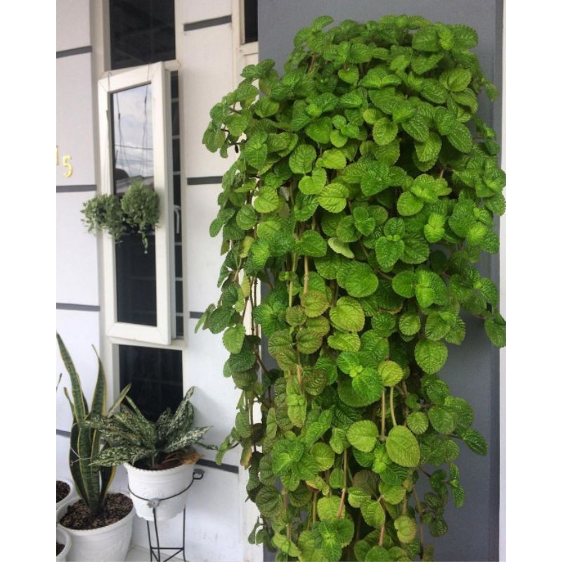 Tanaman hias gantung creeping carlie / daun mint kw