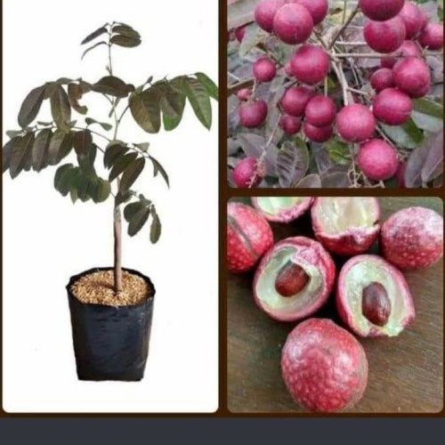 BIBIT Kelengkeng Merah Berbunga