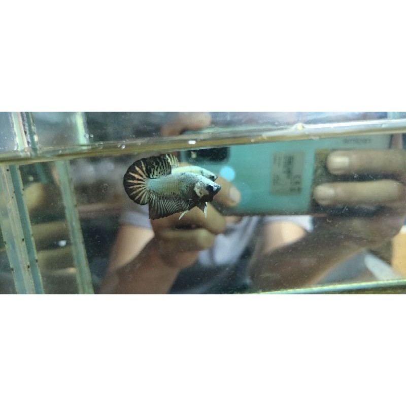 Cupang Plakat Black Copper/Black samurai ecer Grosir