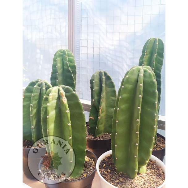 Kaktus Koboi tanpa duri