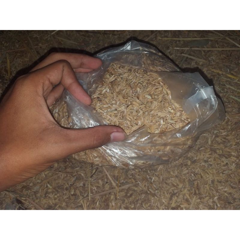 ⭐⭐SEKAM PADI TERMURAH, Media Penelitian, Alas Hamster, Kelinci, Kambing, Media Tanam .STOK MELIMPAH⭐