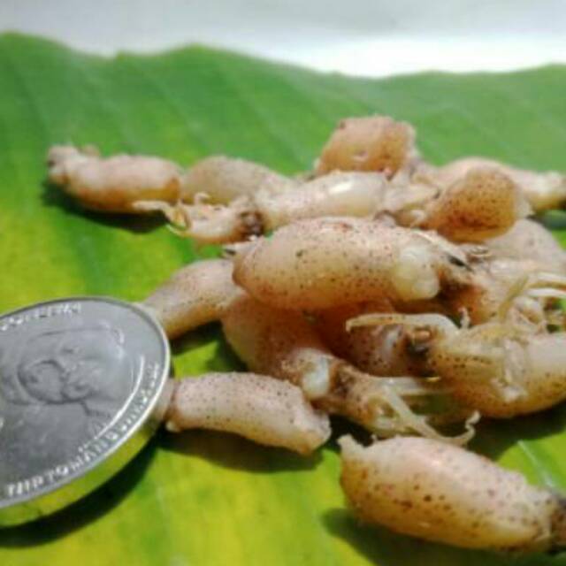 

Baby cumi banget size 0.5-3 cm 1000 gr