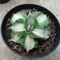 agave shoji raijin variegata putih