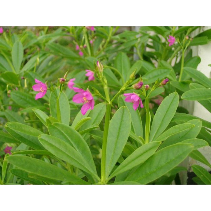 

Sayuran Daun Gingseng (150 gram)