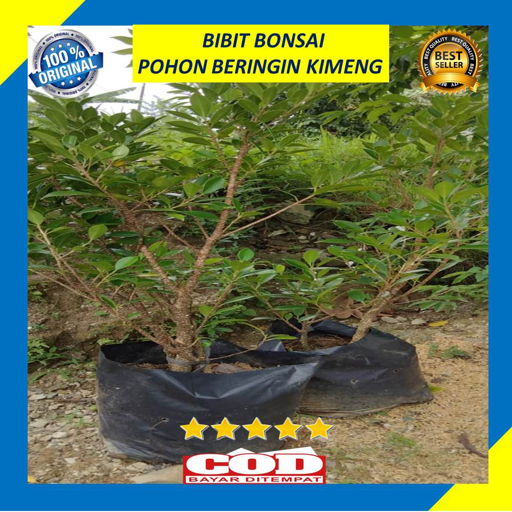 Bibit Bonsai Pohon Beringin Kimeng