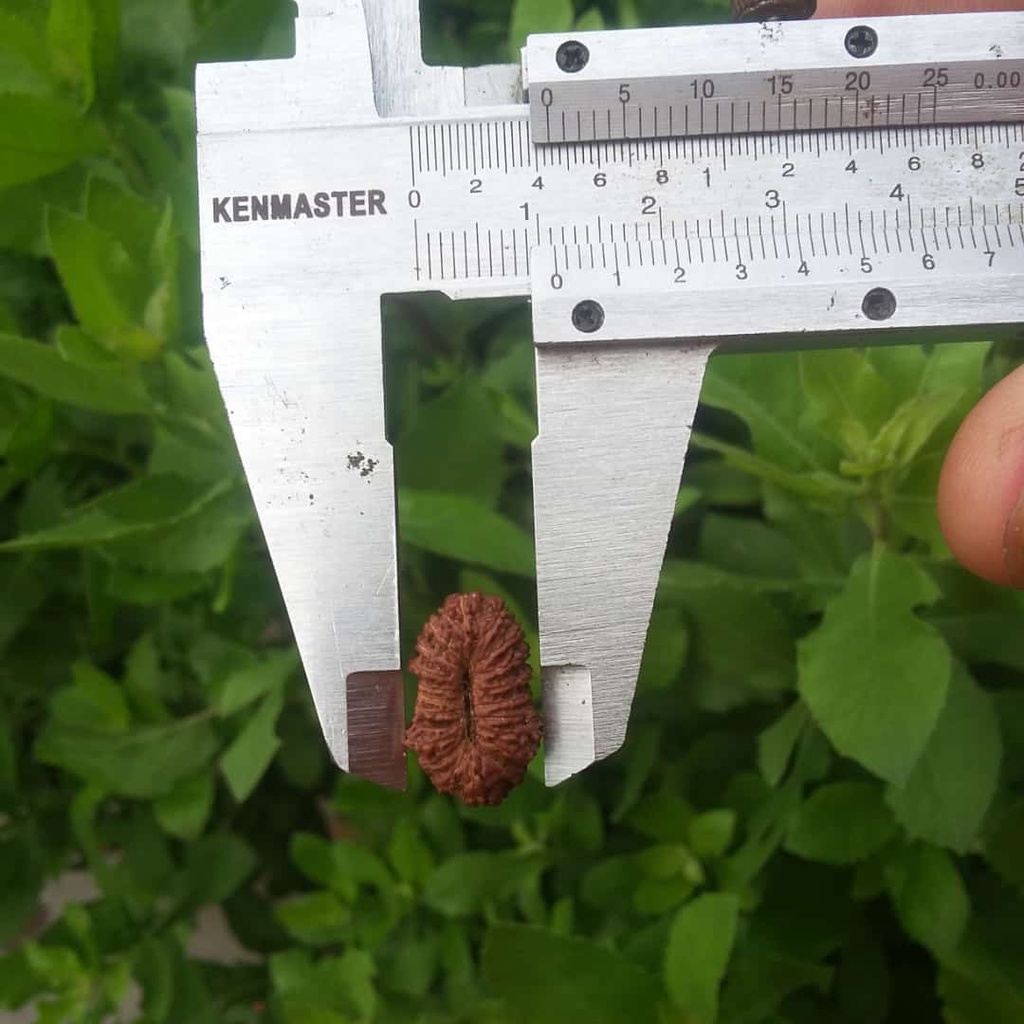 Genitri jenitri Mukhi 20