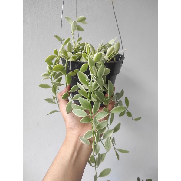 Dischidia Cascade Variegata / Dischidia