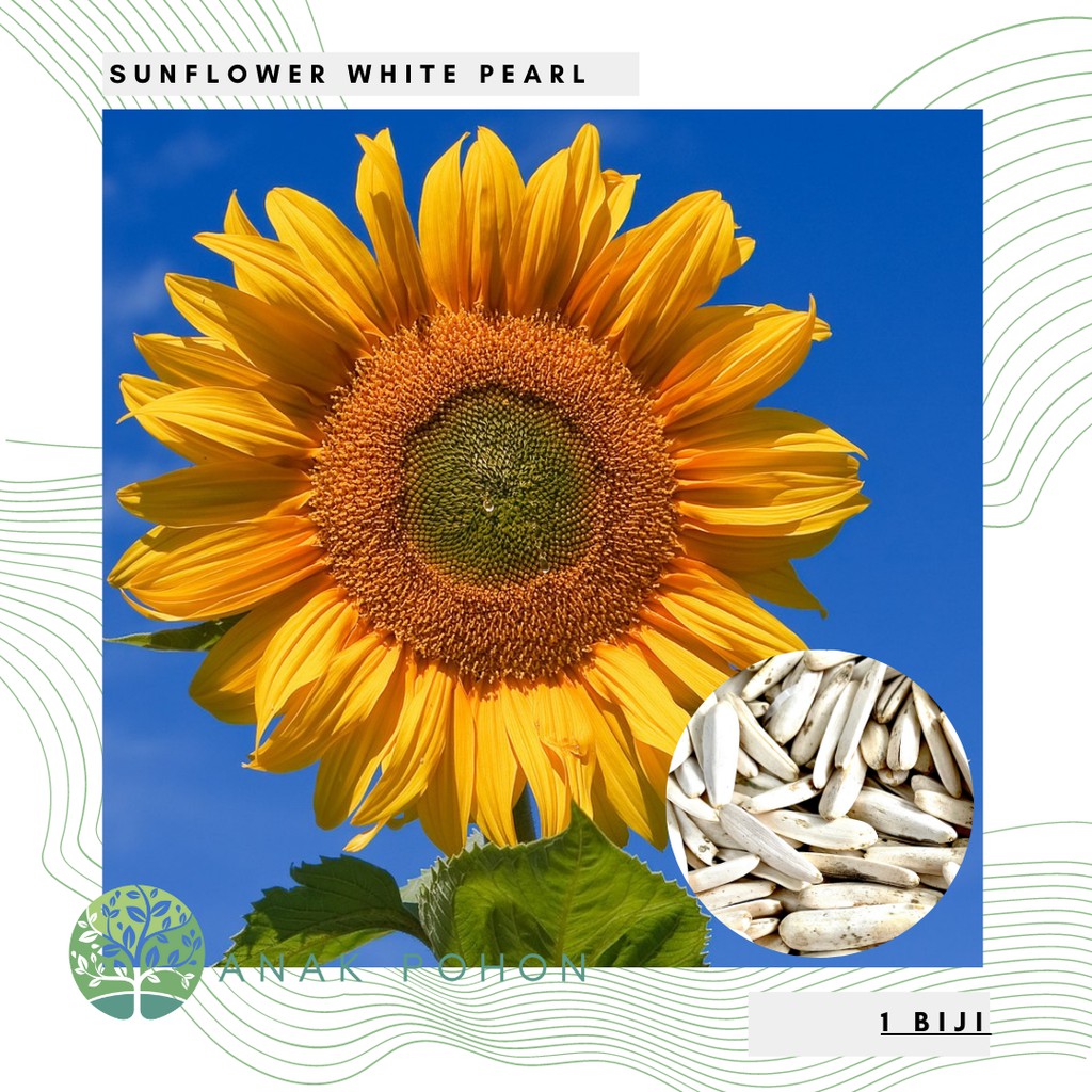 Benih Bibit Biji - Sunflower White Pearl Bunga Matahari Penghasil Kuaci Kwaci Putih Flower Seeds - IMPORT