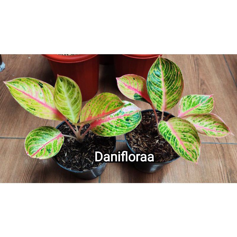 Aglonema Goliath Remaja Ori Bawa Bonggol Asal