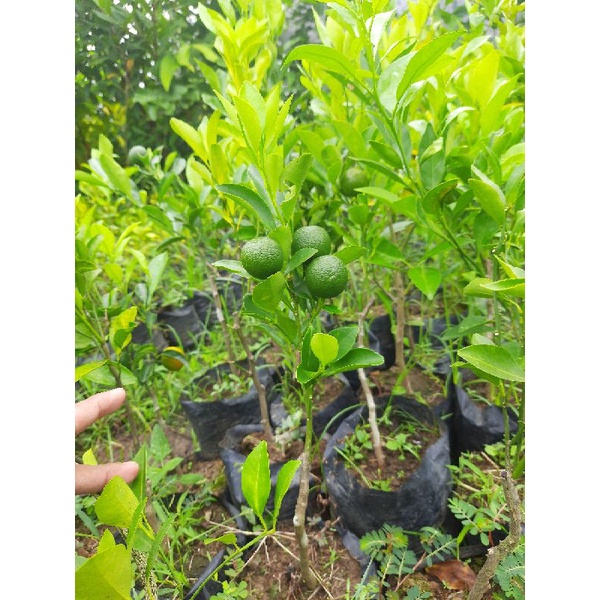 

Bibit Jeruk Kasturi Berbuah